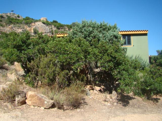 Villa Vera Cala Liberotto Extérieur photo